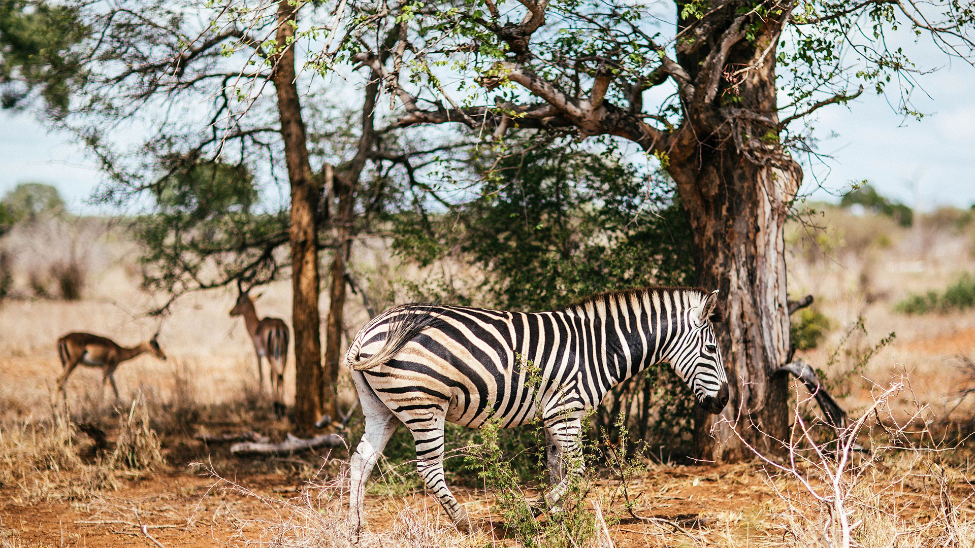 Taxidermia Polan - Alquiler