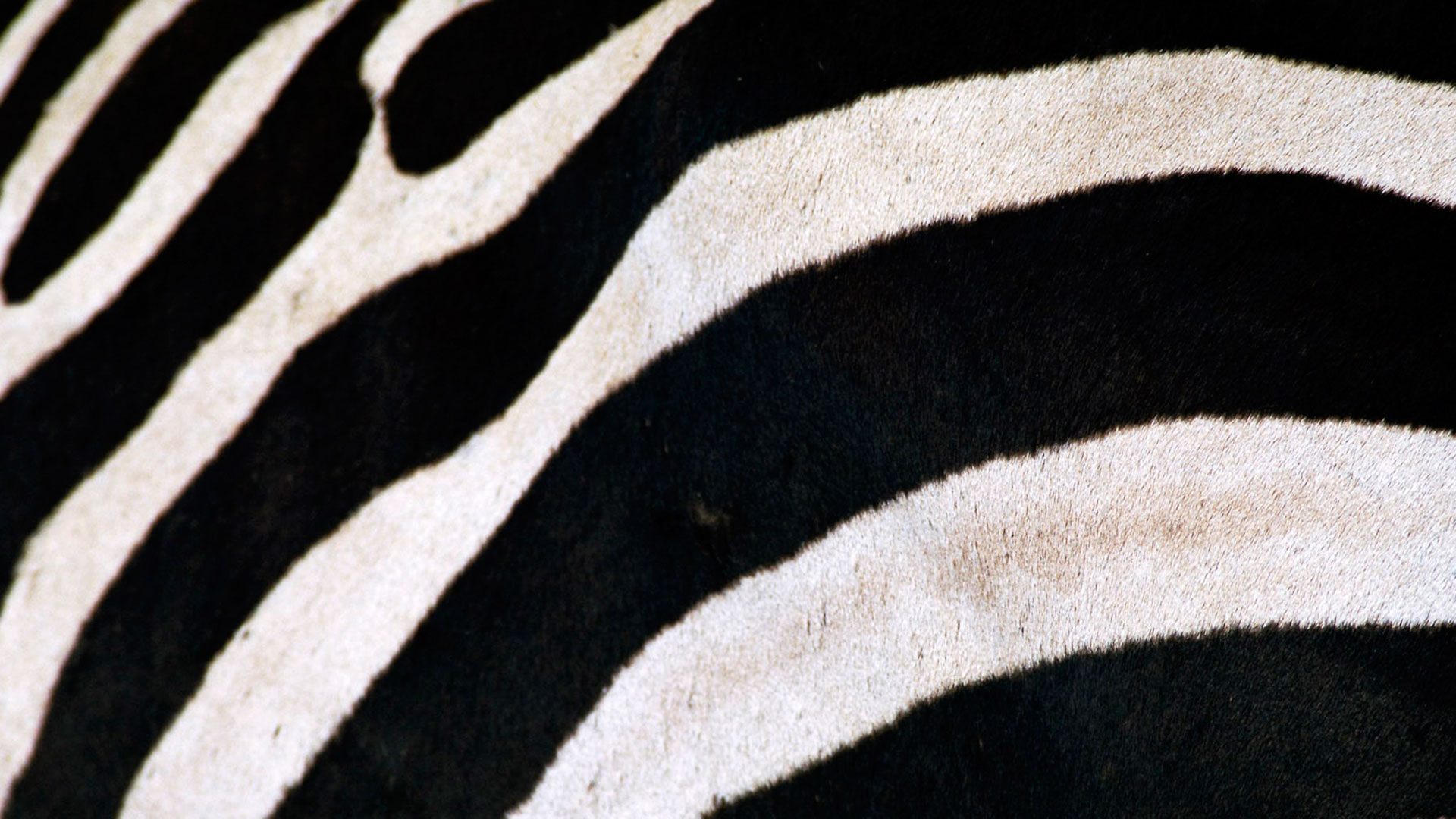 Taxidermia Polan - Curtido