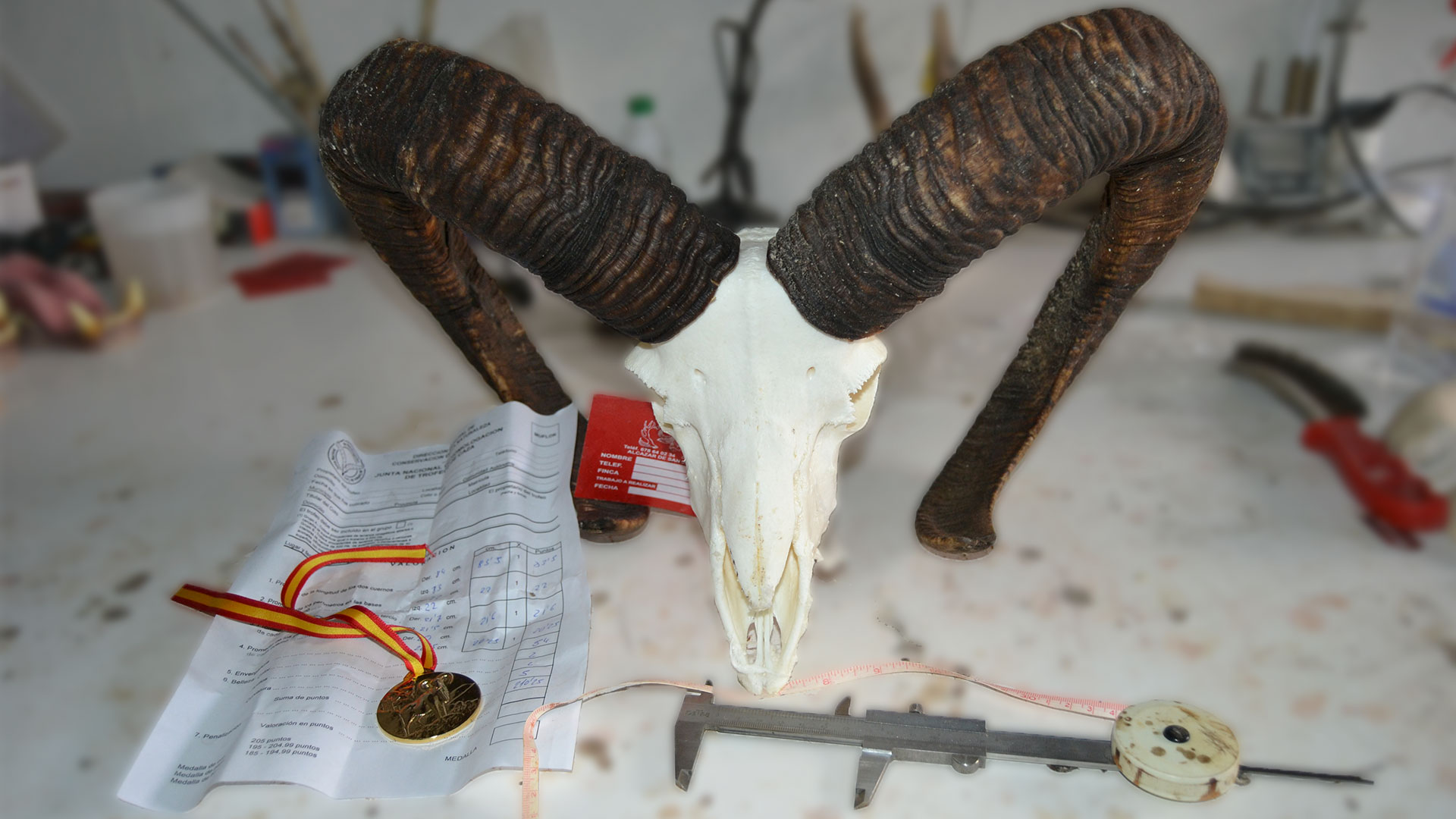 Taxidermia Polan - Medición