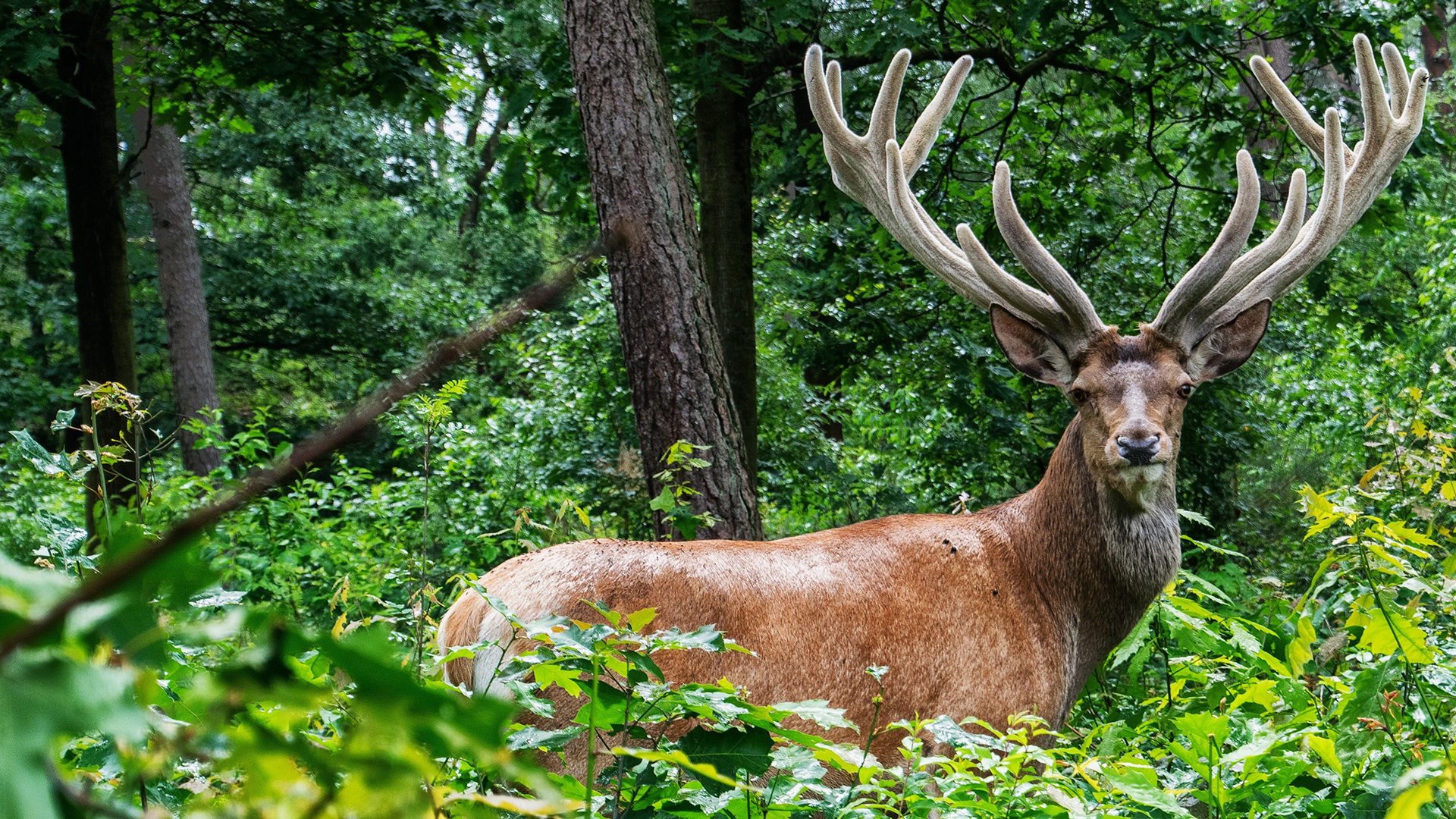 Taxidermia Polan - Naturalización