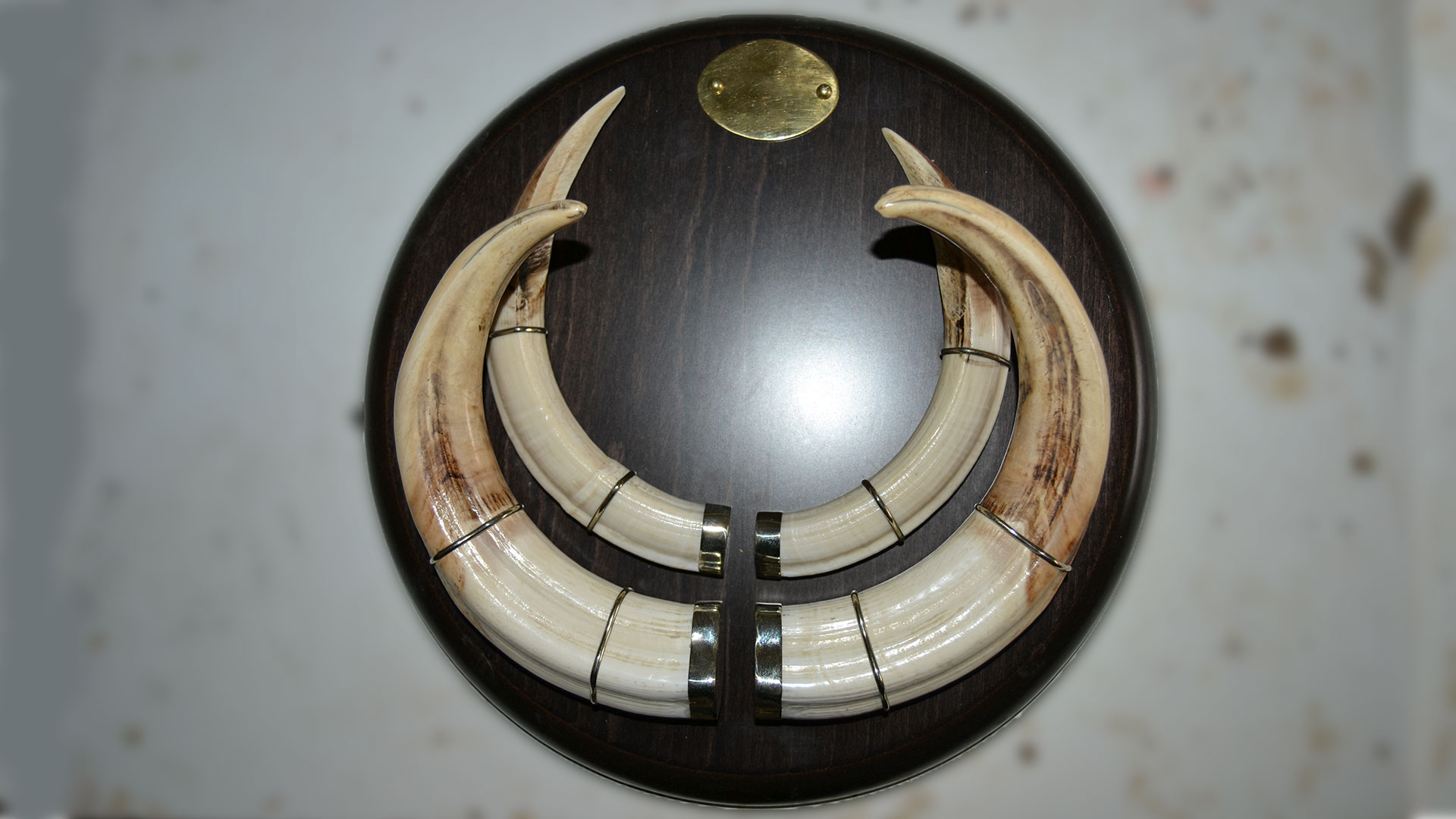 Taxidermia Polan - Huesos