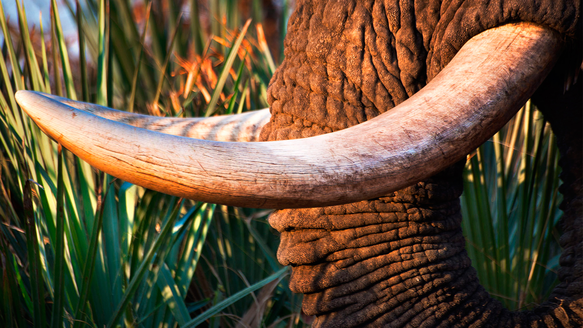 Taxidermia Polan - Réplicas