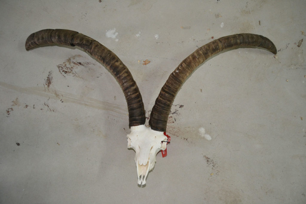 Preparación de huesos y colmillos