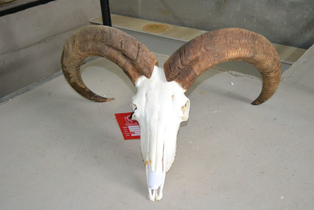 Preparación de huesos y colmillos