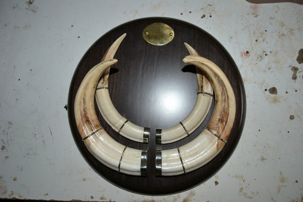 Preparación de huesos y colmillos