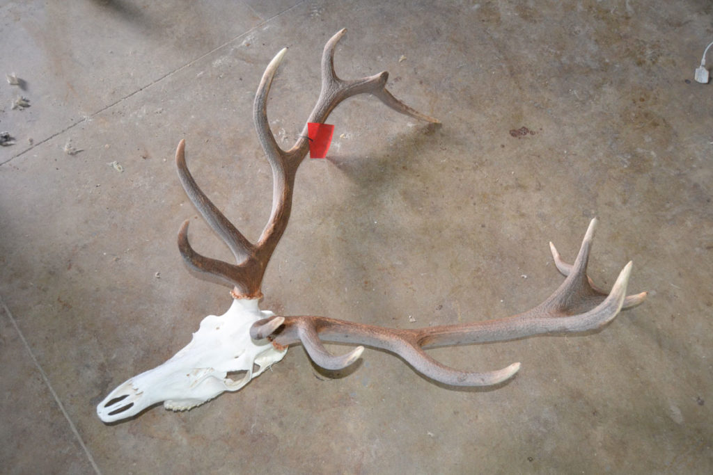 Preparación de huesos y colmillos