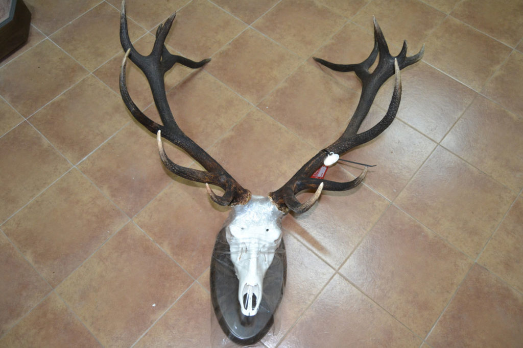 Preparación de huesos y colmillos