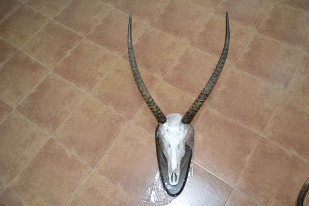 Preparación de huesos y colmillos