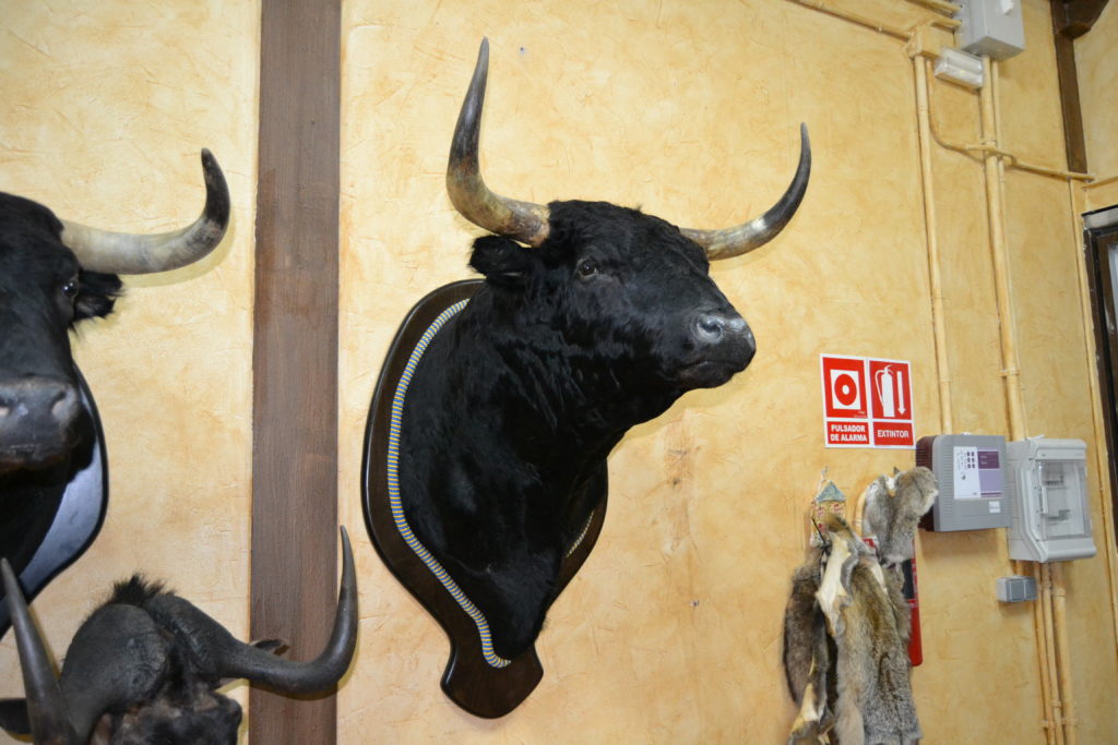 Tauromaquia
