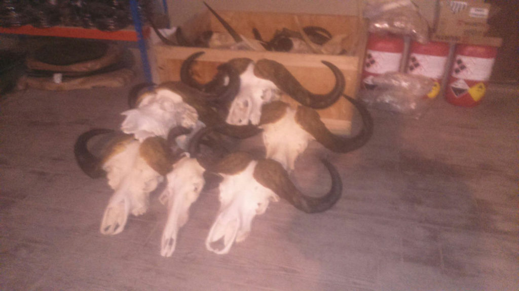 Preparación de huesos y colmillos