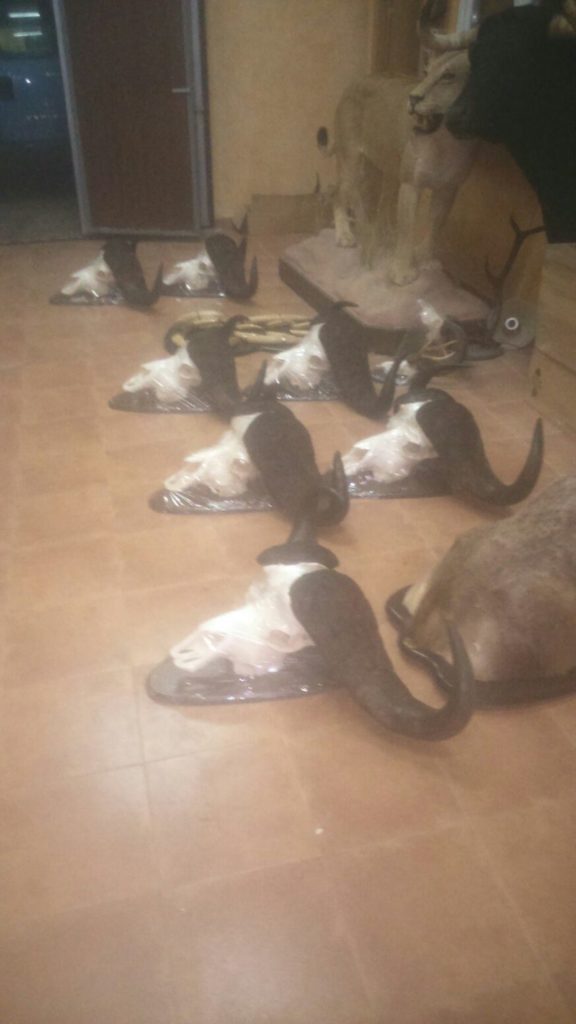 Preparación de huesos y colmillos