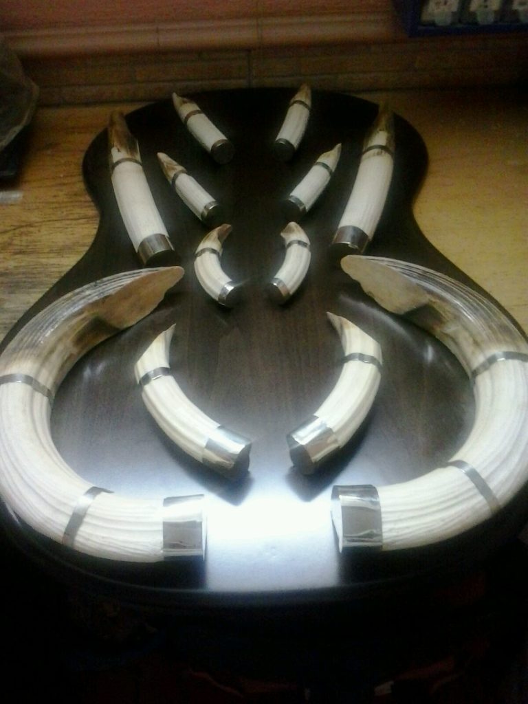 Preparación de huesos y colmillos