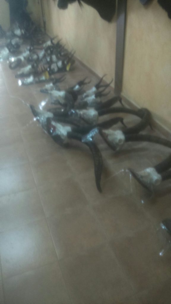 Preparación de huesos y colmillos