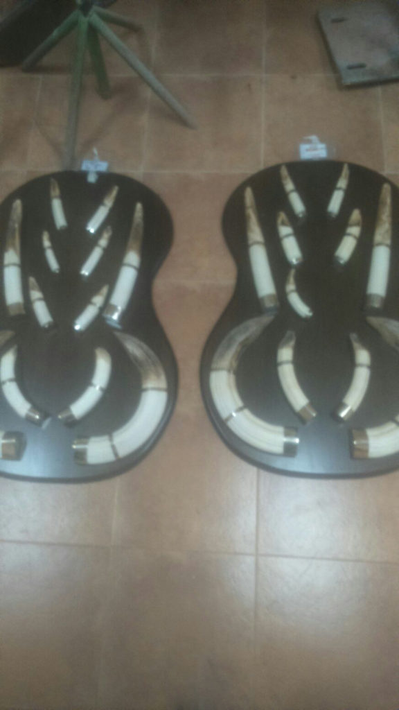 Preparación de huesos y colmillos