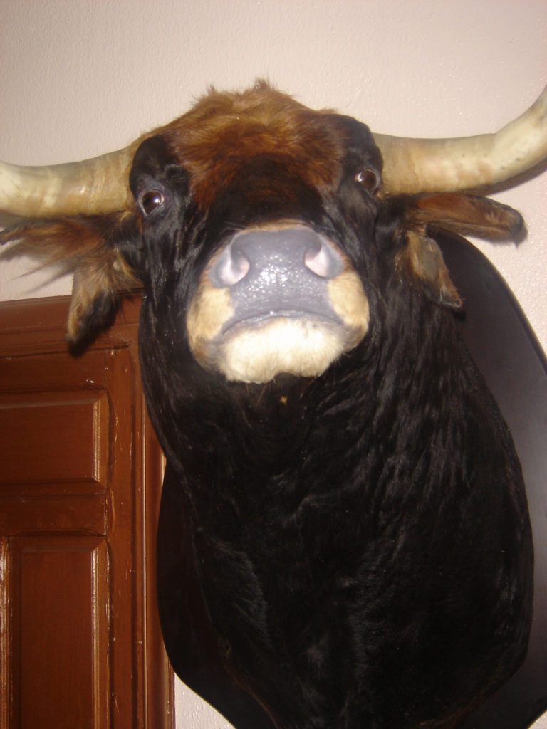 Tauromaquia