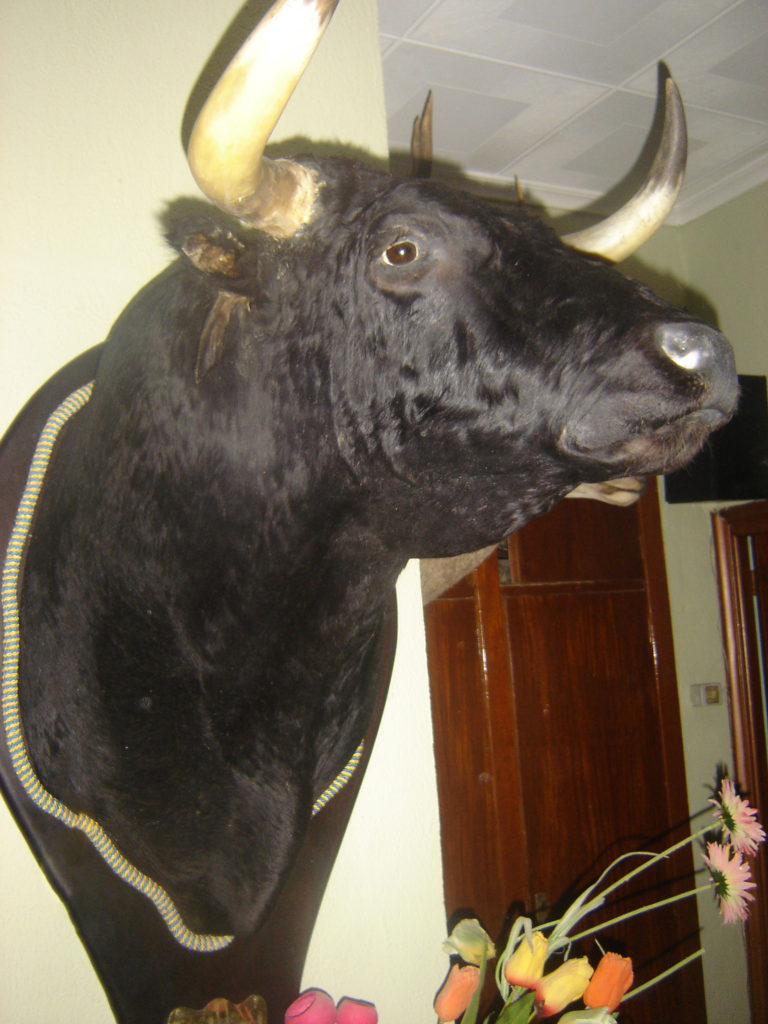 Tauromaquia